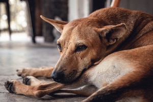 Common Dog Health Issues You Must Know - Sad Dog - PetsReport