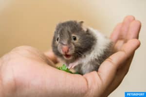 Can My Hamster Get Diabetes From Eating Too Many Yogurt Drops - PetsReport