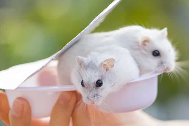 If not given in moderation, hamster can get diabetes from eating yogurt drops. - PetsReport