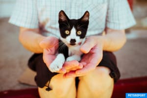 Cat adoption checklist - PetsReport