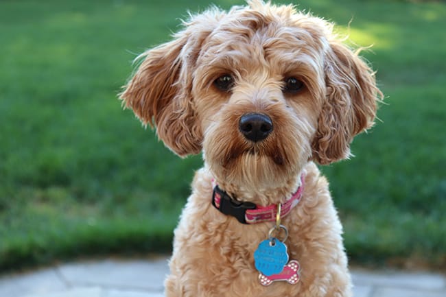 A dog collar is one of the must-have items on your dog adoption checklist. - PetsReport