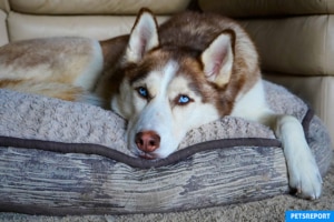 Are Mutts Healthier Than Purebreds - PetsReport