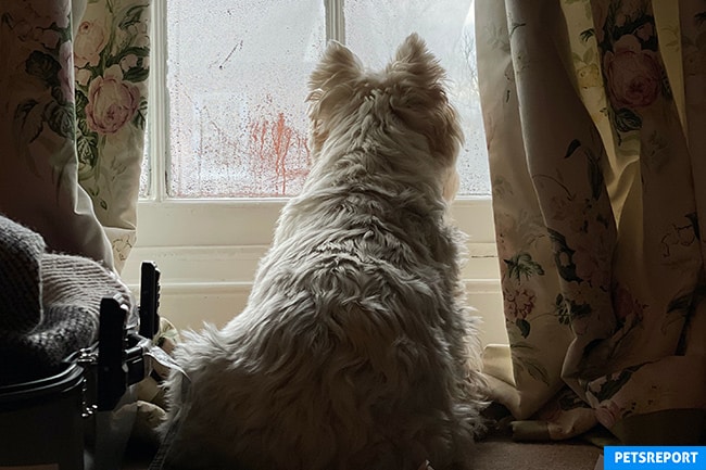 Your pet can have empty nest syndrome - Dog looking out of window - PetsReport