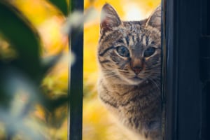 Your pet can have empty nest syndrome - Cat in window - PetsReport