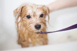 10 Ways to Control Pet Shedding - Dog taking bath - PetsReport