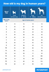 How old is my dog in human years - Infographic - PetsReport.com