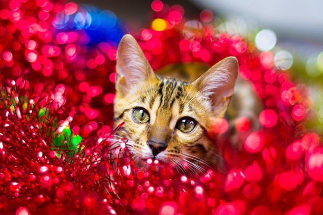 Cat in Christmas decoration