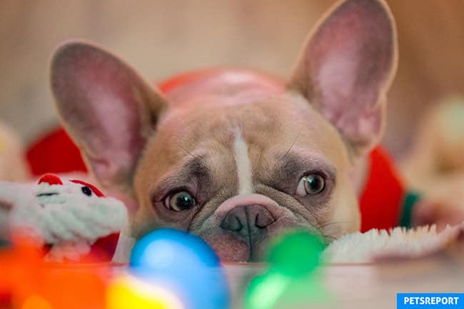 Christmas Foods That Are Bad for Your Dogs and Cats - PetsReport