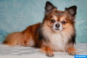 Common Health Problems for Popular Dog Breeds - PetsReport