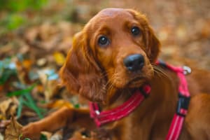 Common Health Problems for Popular Dog Breeds - PetsReport