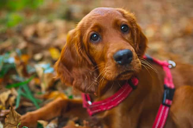 Popular dog breed Irish Setter outside in the woods.