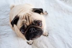 Common Health Problems for Popular Dog Breeds - PetsReport