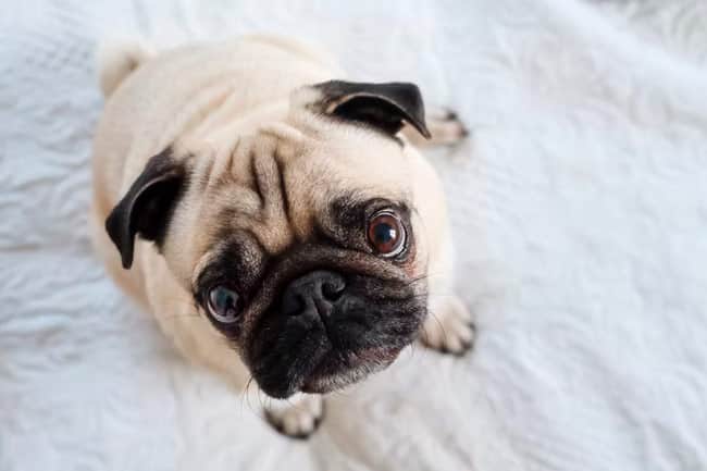 Popular dog breed Pug looking up.