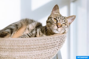 Problems New Pet Owners May Have - PetsReport