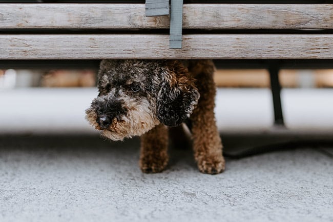 Shy dog hiding under bed.