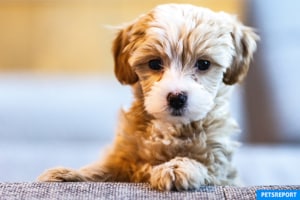 Puppy Socialization – Why Is It So Important - PetsReport