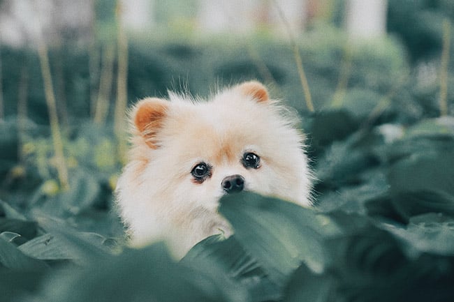 Shy puppy hiding in the bushes.
