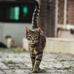 10 Things All Cat Owners Should Stop Doing - PetsReport