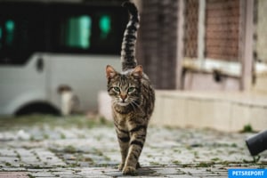 10 Things All Cat Owners Should Stop Doing - PetsReport