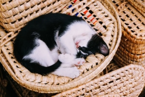 10 Things All Cat Owners Should Stop Doing - PetsReport