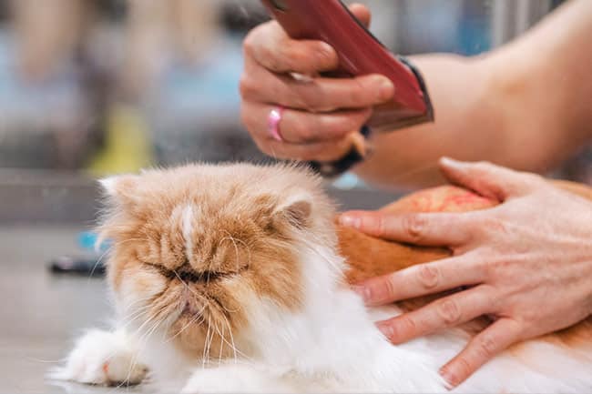 A cat getting their fur groomed.