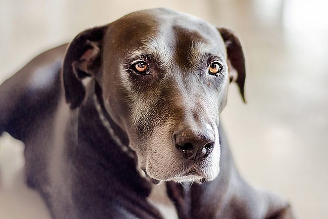 Older large-breed Labrador at home