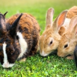 Common Diseases in Pet Rabbits - PetsReport