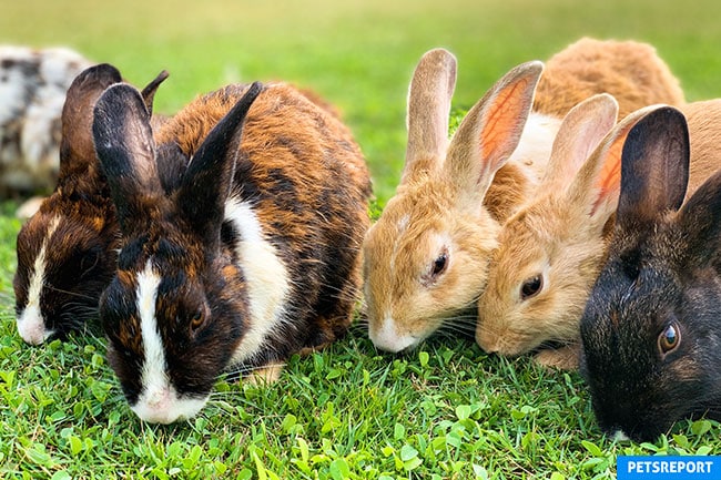 Common Diseases in Pet Rabbits - PetsReport