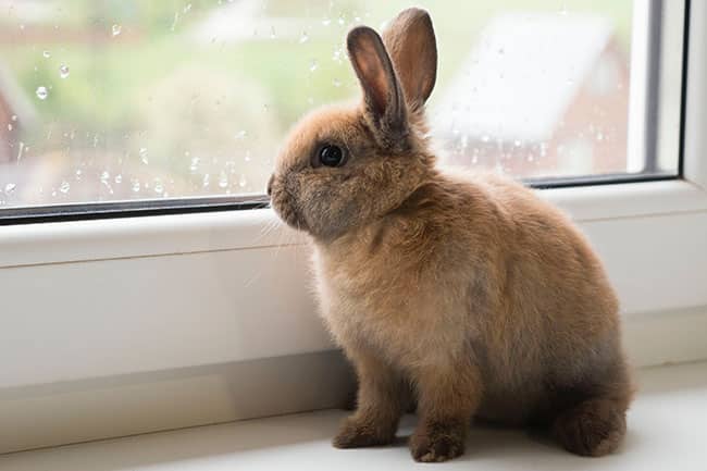 Common Diseases in Pet Rabbits - PetsReport