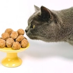 Transitioning Your Pet to New Food - PetsReport