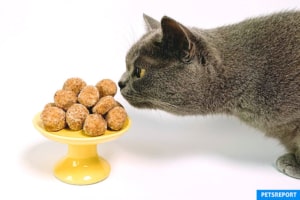 Transitioning Your Pet to New Food - PetsReport