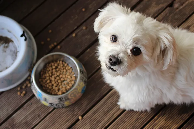 Pet dog with food bowl looking at you.